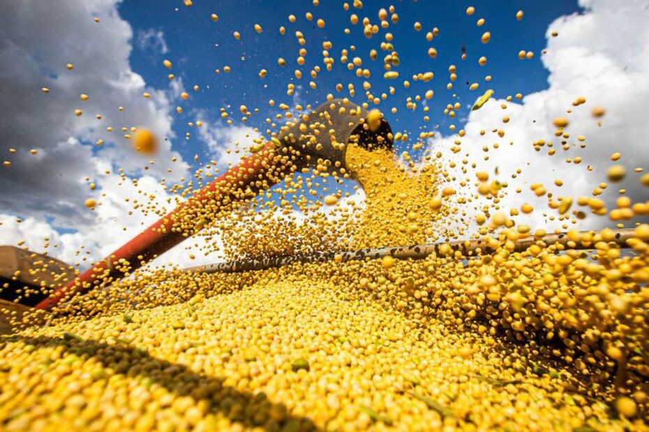 Conab: colheita de grãos da safra 23/24 será menor do que o estimado